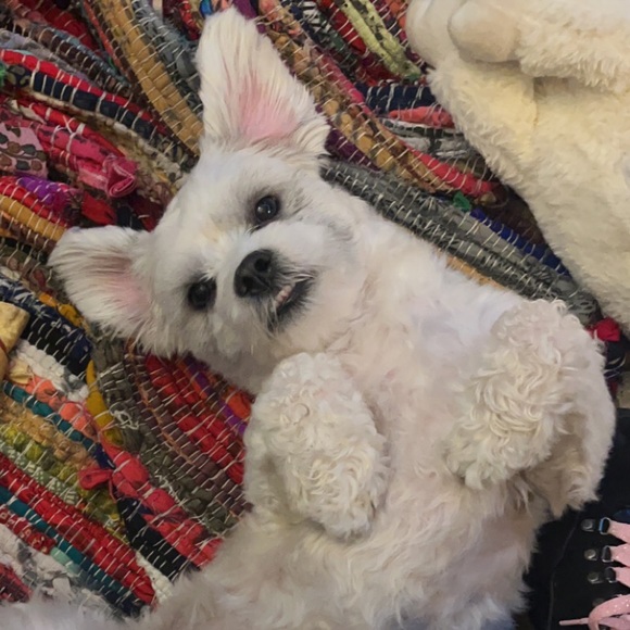 Heellloo ! I’m 😈. - Picture 4 of 6